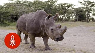 Guarding the Last Three Northern White Rhinos