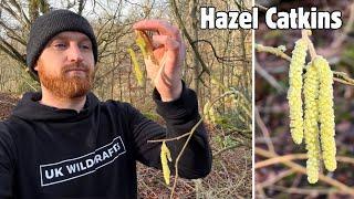 Hazel Catkins- A Winter Wild Food