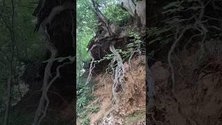 Amazing Tree Root in the jungle of Adjara