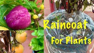 Homemade Raincoat For Plants/How To Save Plants From Heavy Rainfall During Rainy Season