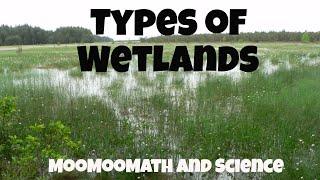 Types of Ecosystems-Wetlands-Marshes,Swamps,Bogs, and Fens