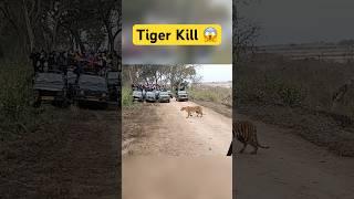 Tiger Kill  Jim Corbett National Park #shorts #jimcorbett #tiger #tigerattack