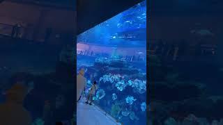 Dubai lWorld’s Largest Hanging Aquarium| Free Tourist places | Top attractions #vrgfusiondubaivlogs