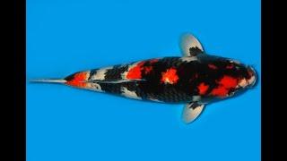 Koi Auktion Dainichi Showa Nisai Monroe male 52cm T11-0283