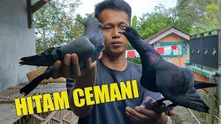 SEREM MERPATI HITAM CEMANI JAMBROS NEMBAK KE BETINA