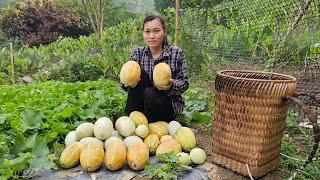 Ly Vy Ca harvested a huge amount of melons from the farm to sell. Ly Vy Ca
