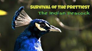 Survival of the Prettiest- The Indian Peacock (Pavo cristatus)