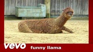 Llama - The Llama Song