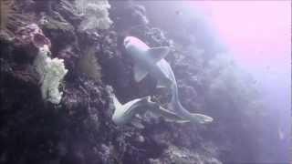 Romancing Leopard Sharks of Sipadan, 24 February 2013