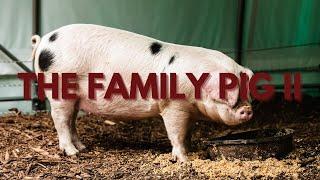 ALL NEW HARVEST CLASS - THE FAMILY PIG II