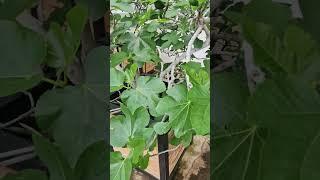 Fig tree in a greenhouse #figtree #trees #tree #fruittrees