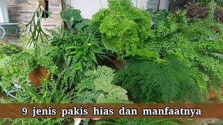 9 tanaman pakis hias cantik dan mempesona