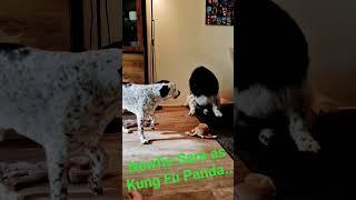 Kungfu Panda (Sara the newfie) vs stabyhoun Charlie.