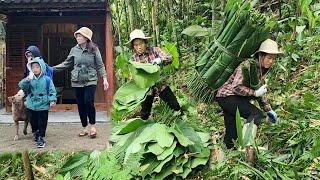 Single mother picks wild dong leaves to sell to buy food for her two sons DANG THI DU