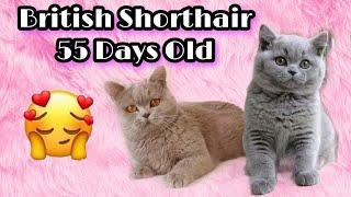 Cute Kittens - British Shorthair Cat 55 Days Old