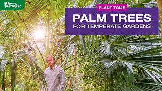 PALMS | Rare, Fast growing & Hardy species