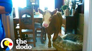 Calf Learns How To Break Into Home After Family Rescues Her | The Dodo