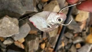  How to rig Shad for Big River Cats  "GUARANTEED HOOKUP"