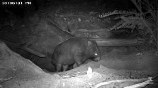 A wombat, a koala and a rabbit in a burrow