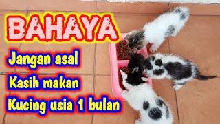 TAHAPAN CARA KASIH MAKAN ANAK KUCING USIA 1 BULAN  || ANAK KUCING BELAJAR MAKAN