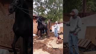 Caballo bailador de lujo #caballos #california #viral #horse #andalusianhorse