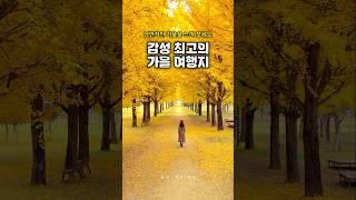 서울 근교 최고의 가을 여행지 | 10월 가볼만한곳, 은행나무 단풍, 단풍명소,강천섬 은행나무길 #국내여행 #강천섬