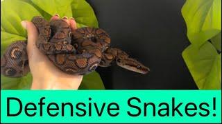 How to Handle Defensive Snakes!