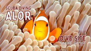 Dive Site: Pleasant Surprise #alor #scubadiving