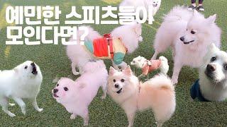 찰리랑 스피츠 모임에 다녀 왔어요! Japanese Spitz Gathering Dogs Birthday Party