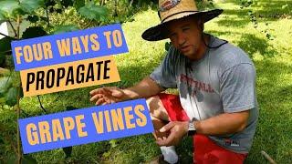 How to Propagate Grape Vines | Four Easy Methods | Plus a best kept secret!