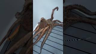 Sen bu dünyanın adamı değilsin…  #youtubeshorts #fishing #balıkavı #squid #octopus