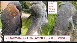 HOW BIRD WINGS WORK:BROADWINGS, LONGWINGS AND SHORTWINGS! Anatomy and Aerodynamics of Bird Wings