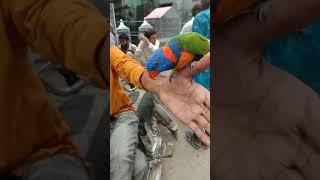 beautiful  parrot | lalukhet birds market | sunday birds market 2023 #shortsfeed #shorts #trending