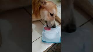 Calor do Piauí faz cãozinho lamber gelo kkkk/ eu sou o Logan e amo gelo 