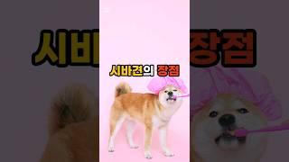 시바견의 장점 다섯 가지 (시바견 4년차 견주 주관) #시바견 #강아지