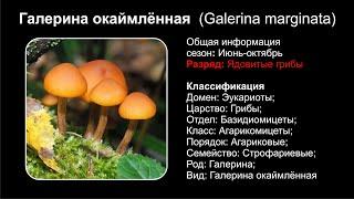 Галерина окаймлённая (Galerina marginata)