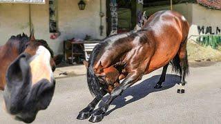 Best funniest horses of the week - Funny And Cute horses Video Compilation 2024 #19