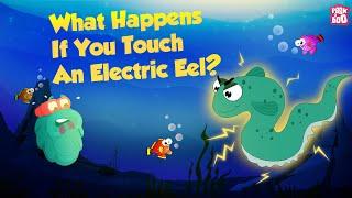 It's an Electric Eel - Don't Touch It | What Happens if You Touch An Electric Eel? | Dr Binocs Show