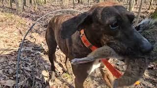 Hunting squirrels with Mountain Cur dogs