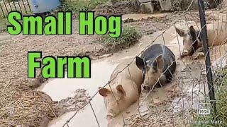 A day on a small Hog farm