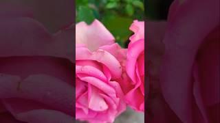 ROSE PLANT GROWING FROM CUTTING#rose #rosecare #rosetips #rosecaretips#plants #flowers #shorts