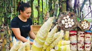 Harvesting Huge Bamboo Shoots - Chili Bamboo Shoots  Making  Process  - Cooking - Egg harvesting