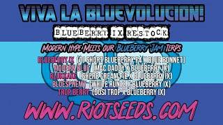 Riot Seeds Blueberry IX Hybrids Release is OUT & 420 Drop Announcements! Link in Descrip Sherb Runtz