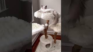 Basking in the delicate white blossoms  #entertainment #youtube #youtubeshorts #viral #cute #cat