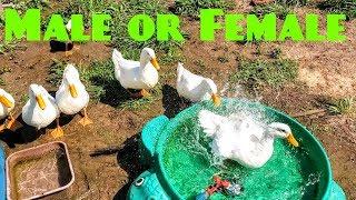 Is Your Duck Male Or Female? | Why I Have Ducks