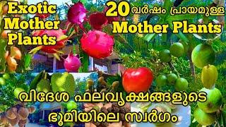 20 രൂപയ്ക്ക് miracle fruit plant വിൽക്കുന്ന നഴ്സറി | rare exotic fruit plants sale | fruit trees