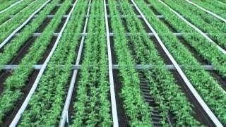 Cut flower production: Chrysanthemums