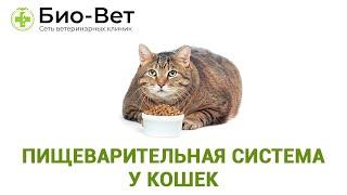 Пищеварительная система у кошек. Ветеринарная клиника Био-Вет.