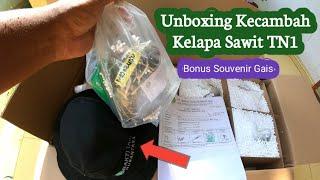 Unboxing kecambah kelapa sawit dari Bakti Tani Nusantara Varietas TN1