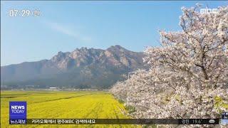 농업과 관광 결합 '경관 작물'로 새로운 길 (뉴스투데이 2020.6.15)